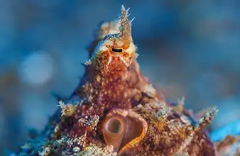 Plongée muck Malatapay et pier